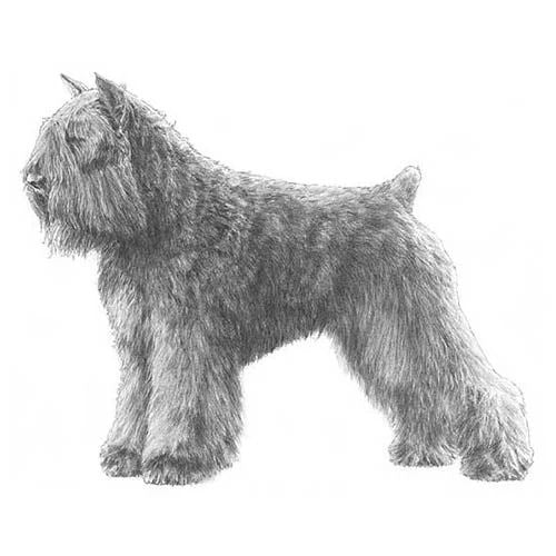 Wait for your dog