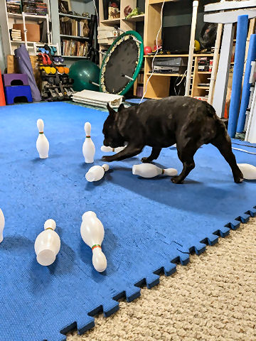 Help! We broke our dogs!