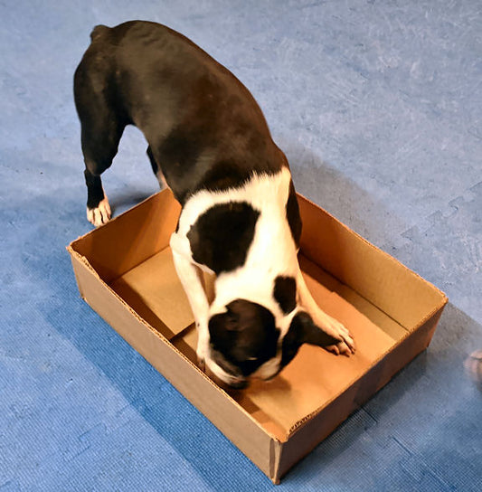 Basic Dog Training Games - Game #1: Boxey