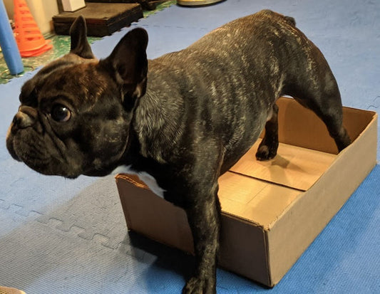 Boxey Game Part 2: Your dog can be creative