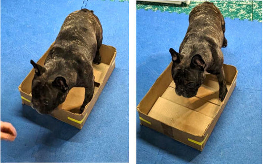 Boxey revisited: let the dog do the work