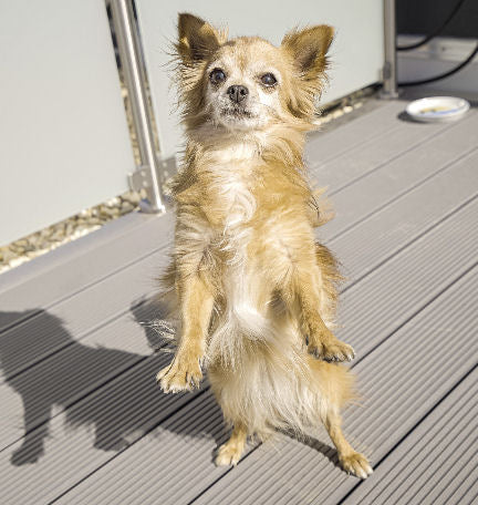 Teach, don't tell, your dog