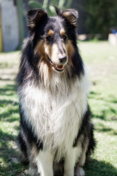 Anything Lassie Can Do - Your Dog Can Do Better!