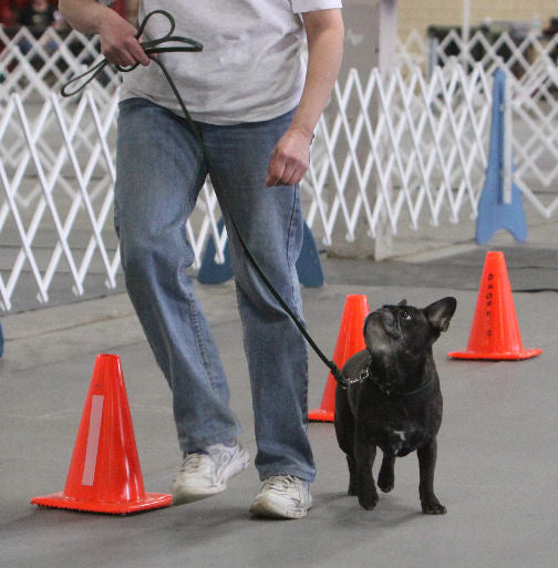 Train both sides of your dog