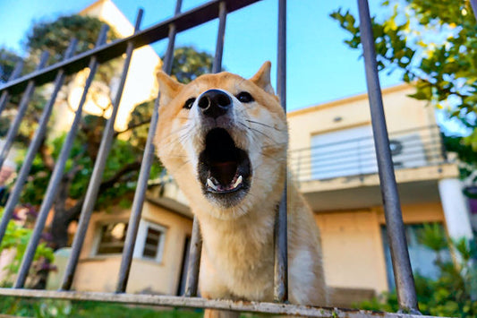Dog Training Isn't Always the Answer
