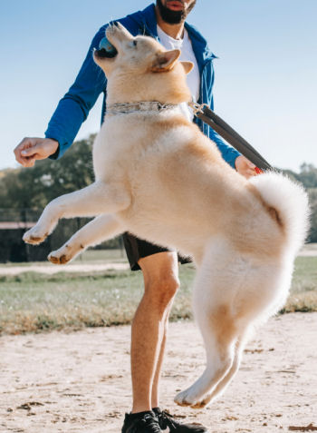 Stop Your Dog from Jumping on People