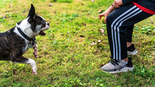 Repeating dog commands is wasting your breath