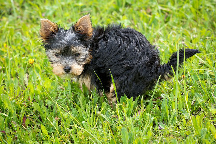 Teach your dog "Poop" on command