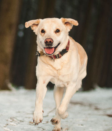 Why Running Away is the Best Way to Save Your Dog’s Life