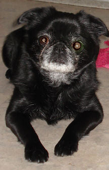 Knowing is different for dogs