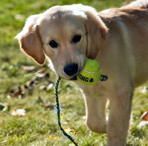 Be there to train your dog