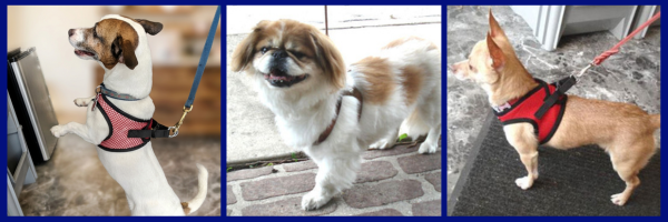 Get Your Dog’s Perfect Harness Fit