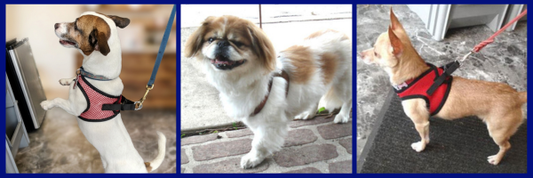 Get Your Dog’s Perfect Harness Fit