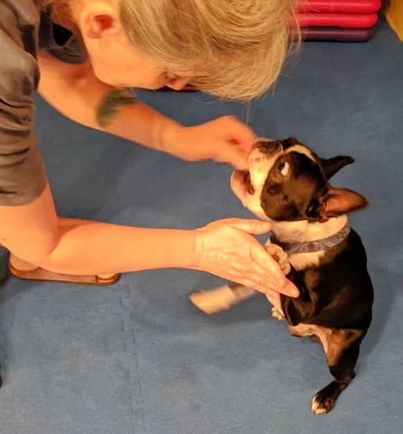 Big Dreams, Small Steps: The Secret to Dog Training
