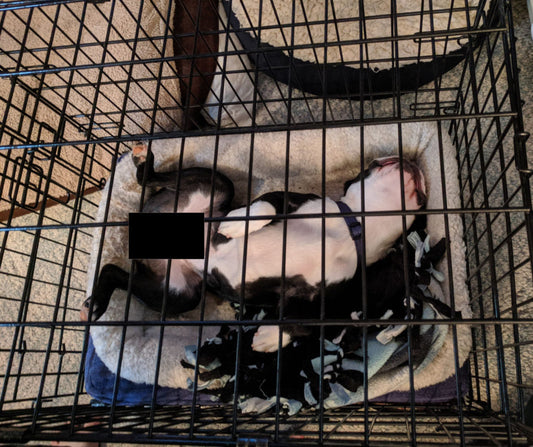 Training for Quiet in the Crate