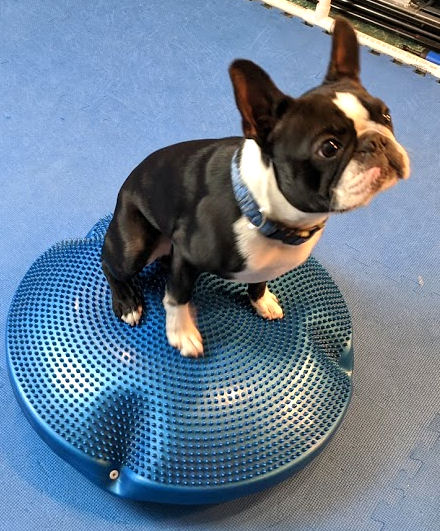 Balancing act for your dog