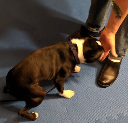 What to do when your dog plays keep away