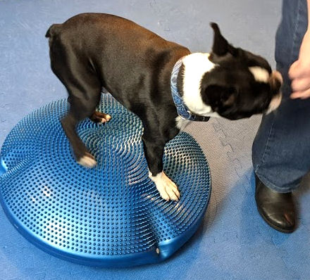Dogs understand the bottom line