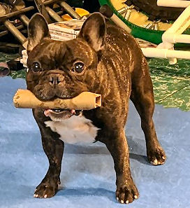 Pick it up! dog training game