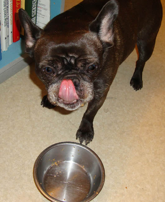 Ditch the dog bowl