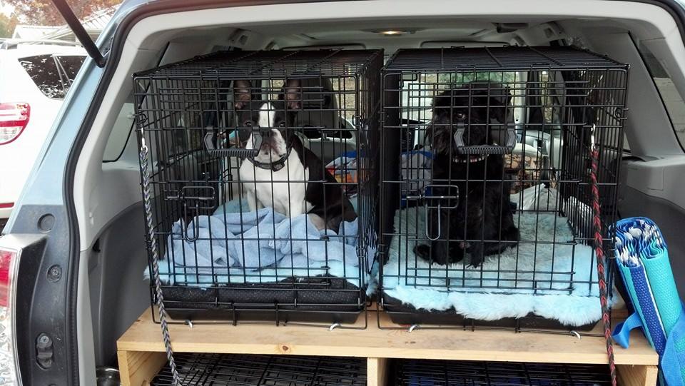 How to achieve stress-free car rides with dogs