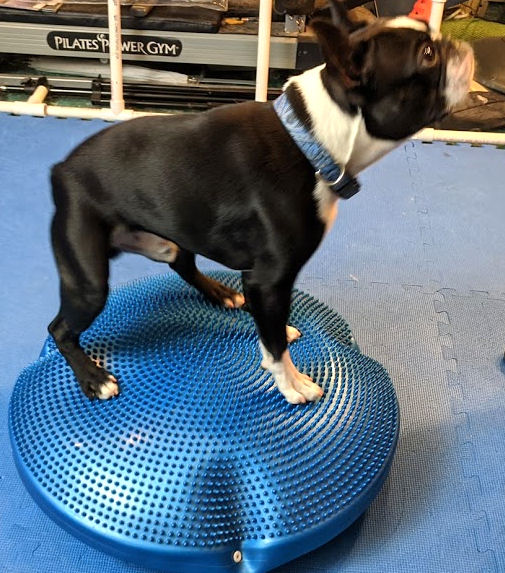 Dogs Tell On Their Trainers