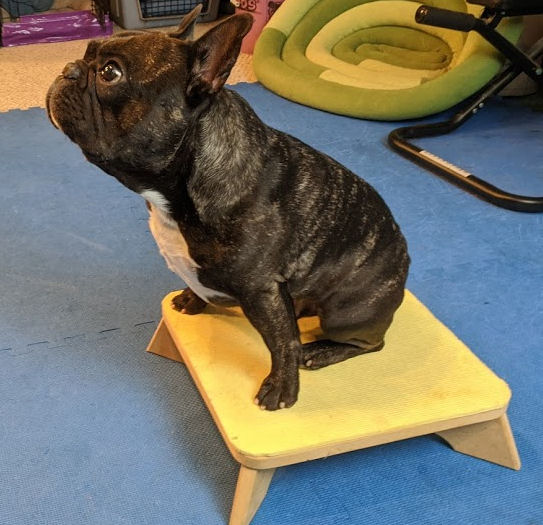 Dogs need processing time, too!