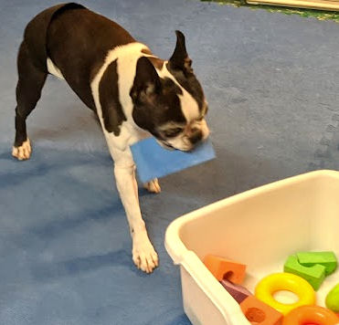 "Carry It!" dog training game