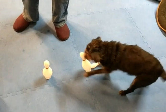 Follow your dog's lead