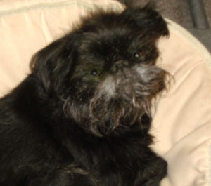 My puppy has a temper
