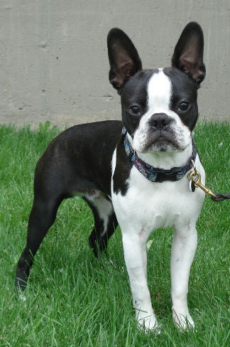 Dog Training Game: Back Up!
