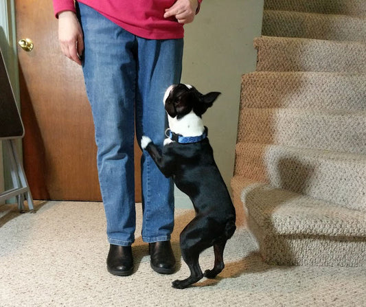 Watch your words in dog training