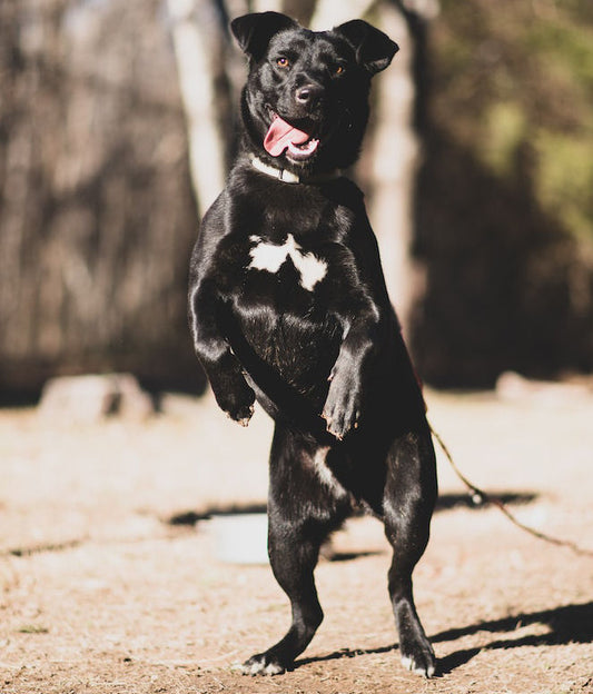 Dog Training Plan B