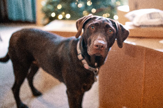 Dogs don’t grow out of bad habits