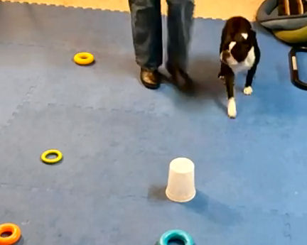 Hardest skills for dogs