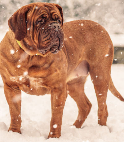 How to help dogs afraid of loud noises