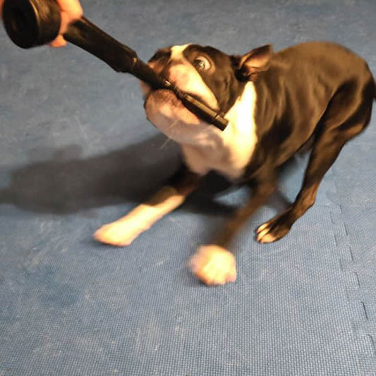 Lots of ways to reward your dog