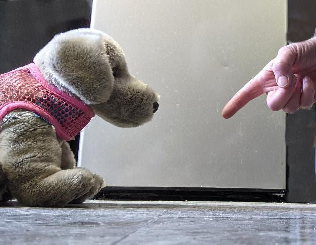 No is a dog training "no-no"