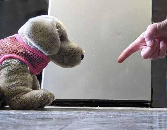 No is a dog training "no-no"