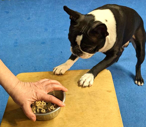 Training Game: Teach your dog "Off!"