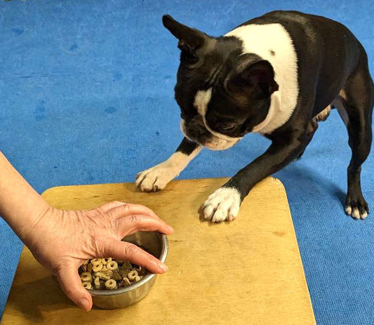 Training Game: Teach your dog "Off!"