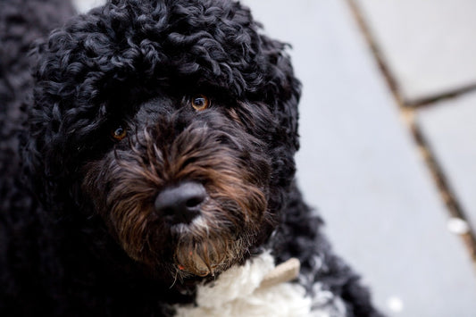 Getting to the "Aha!" moment in dog training