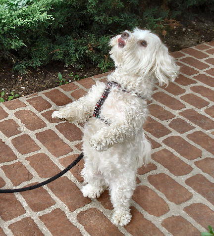 The worst thing to say about your dog
