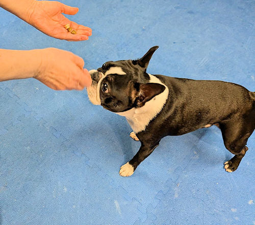 Is Your Dog Ignoring You? The 2-Minute Name Reset