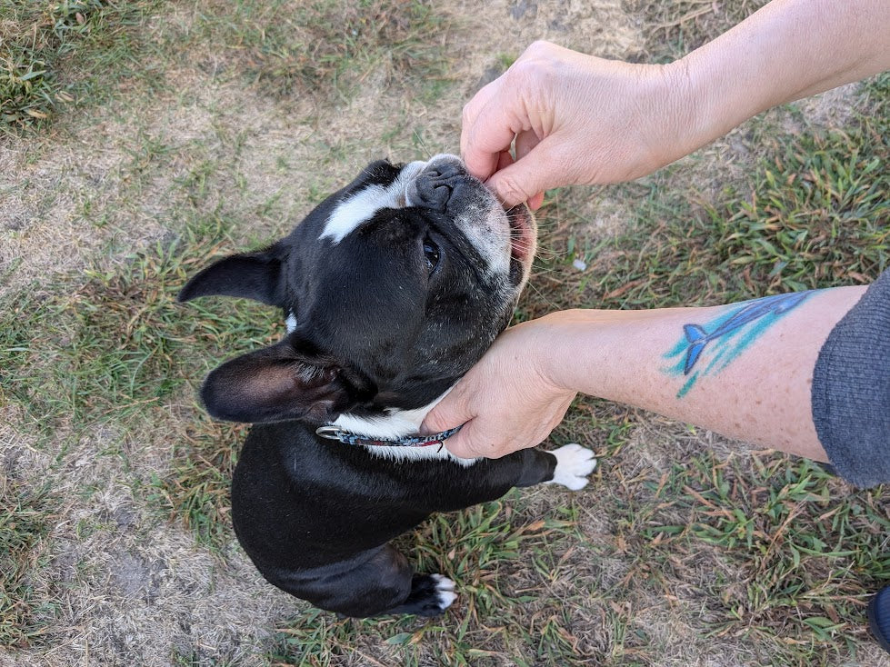 Save Your Dog (and Your Nose): Why the Recall is the Only Command That Truly Matters