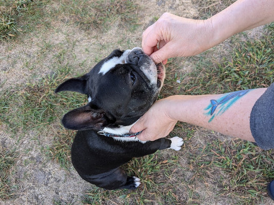 Save Your Dog (and Your Nose): Why the Recall is the Only Command That Truly Matters