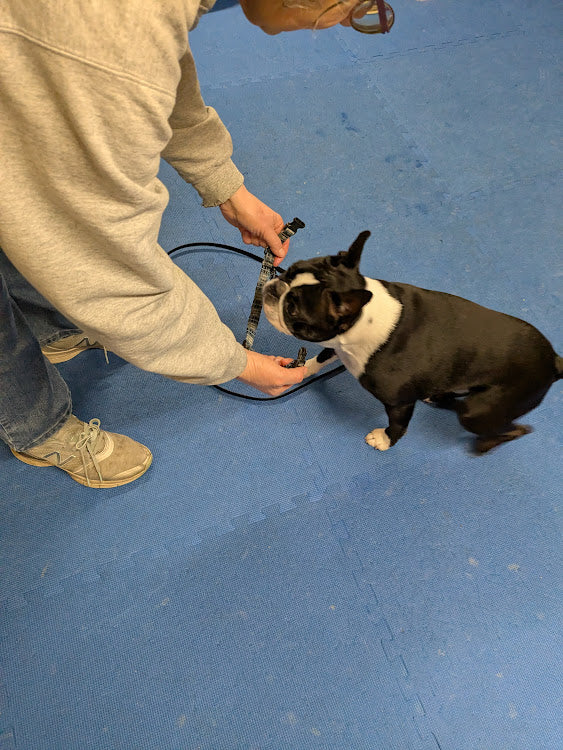 Knowing Isn't Doing: Why Your Dog Training Fails