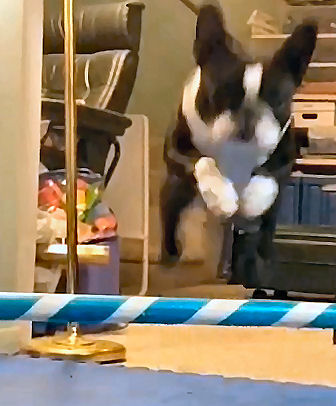 Stay positive in dog training - results come in time