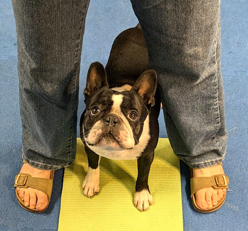 Make it easy on your dog. Expect perfection.