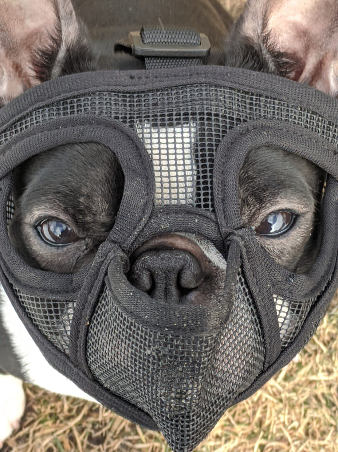 Every dog needs a muzzle